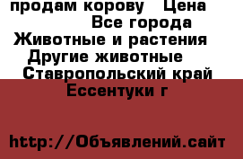 продам корову › Цена ­ 70 000 - Все города Животные и растения » Другие животные   . Ставропольский край,Ессентуки г.